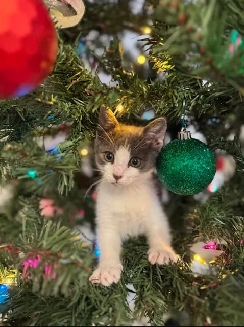 A kitten climbing a decorated Christmas tree