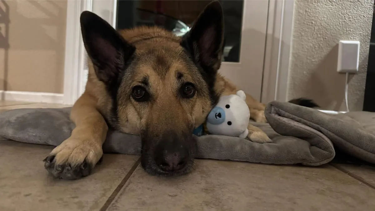 Lady, a German shepherd, resting on her bed with a toy