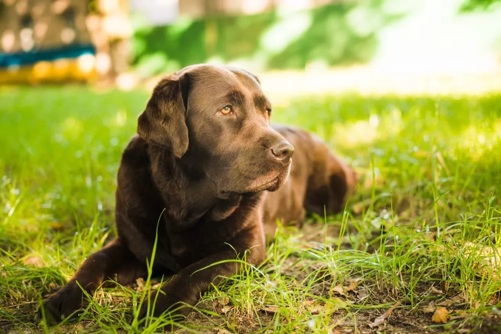 A chocolate Labrador lying in the grass