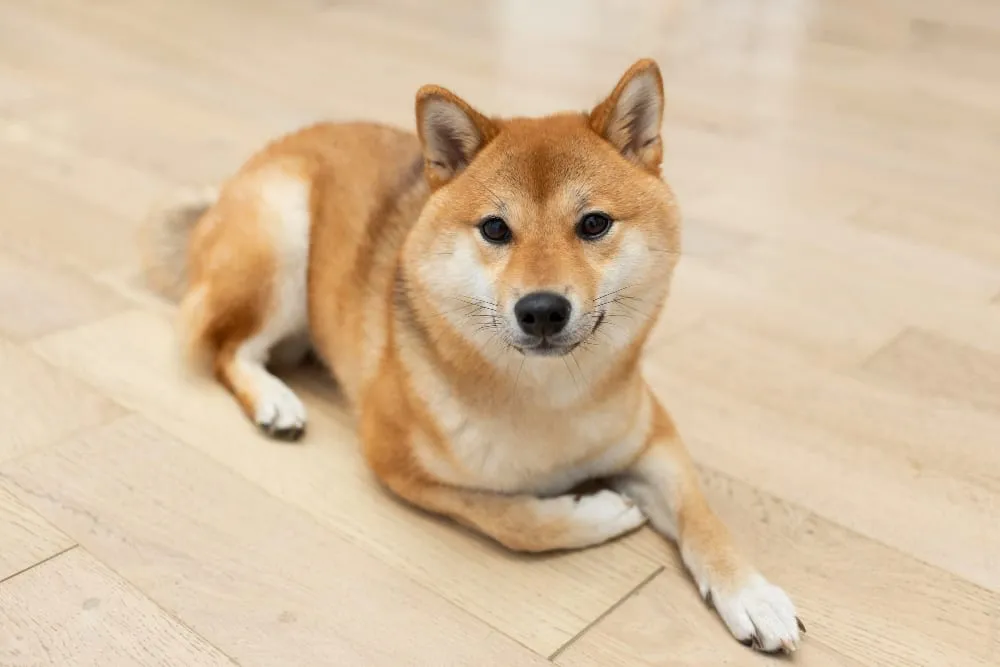 A Shiba Inu lying on a wooden floor