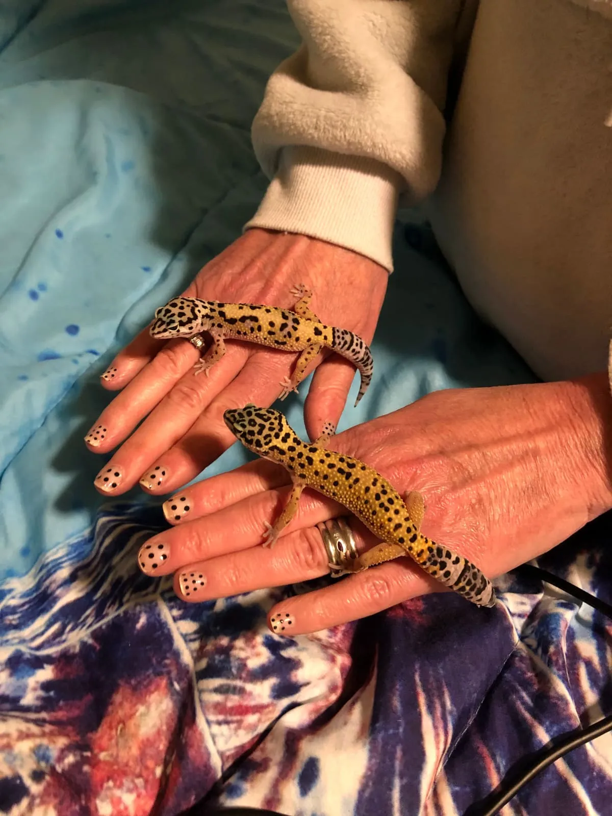 Two leopard geckos resting on their owner's hands