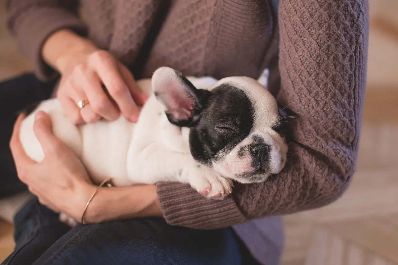 Woman cradling a sleeping French bulldog puppy in her arms