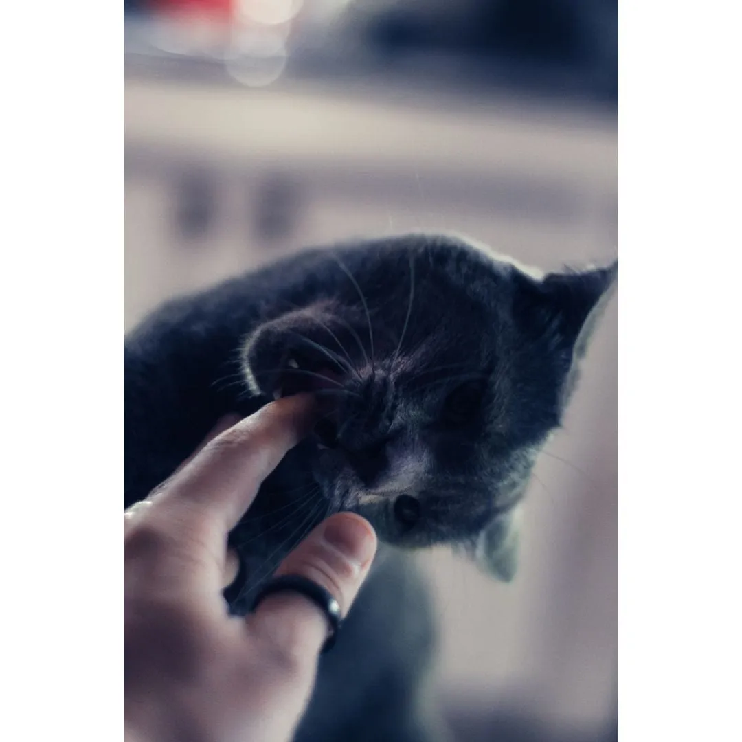 Hand gently petting a gray kitten under the chin