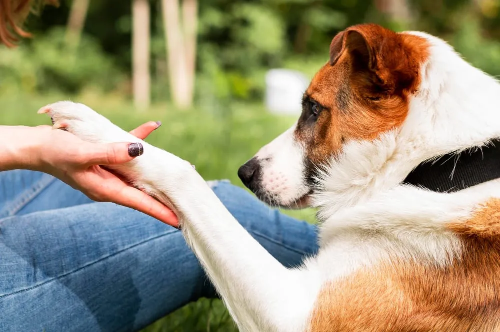A dog giving its paw to its owner