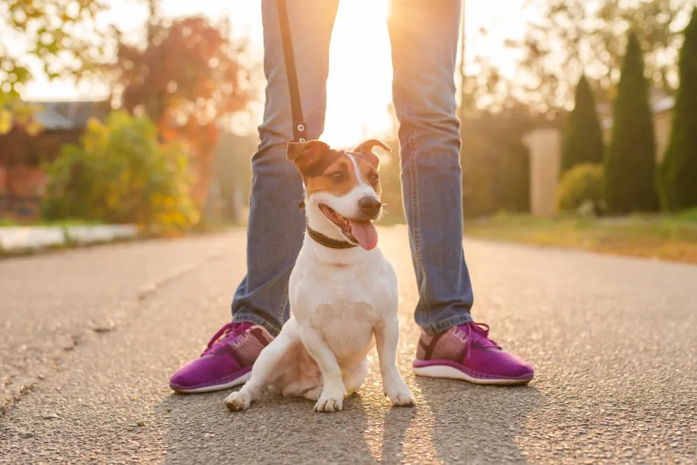 A Jack Russell terrier sitting at its owner's feet on a walk