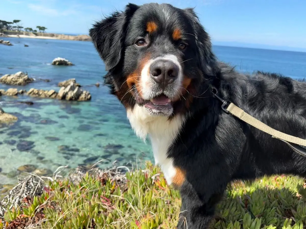 Murphy, a Bernese mountain dog, on the Pacific Grove coastline