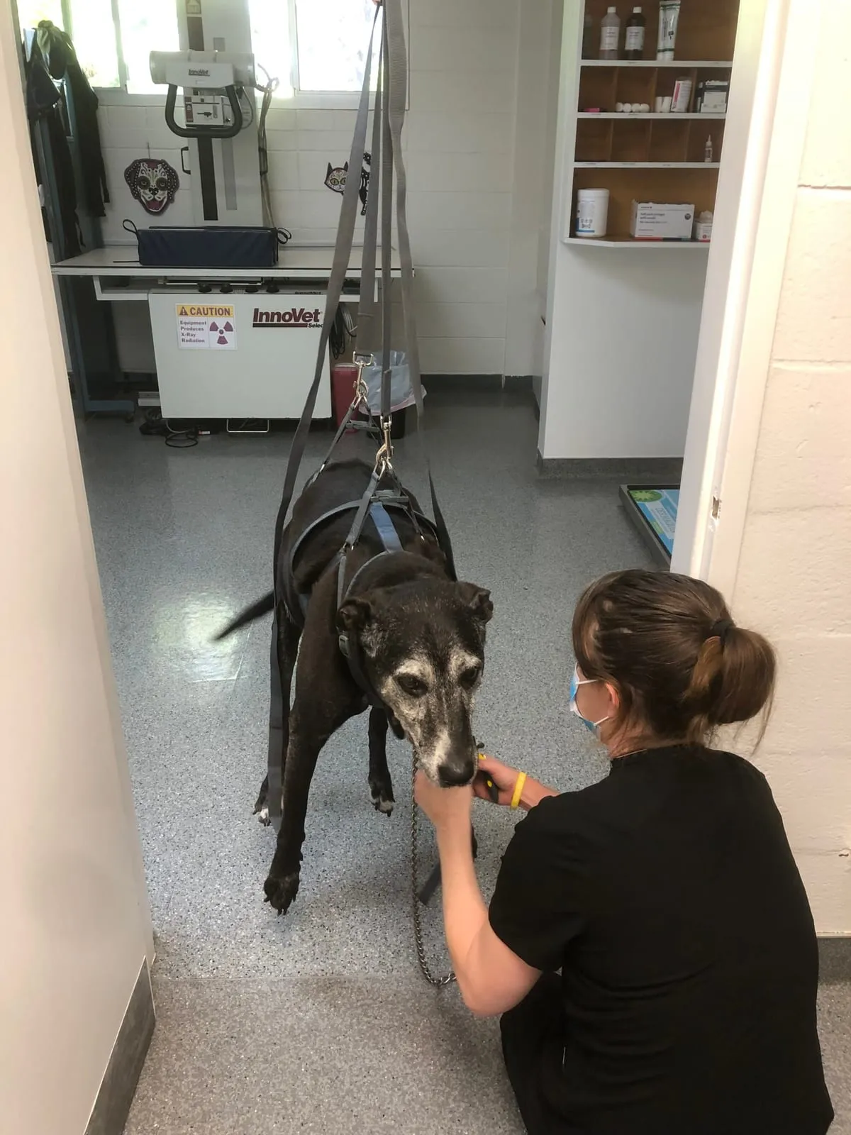 A senior dog relaxing in a support harness during a nail trim