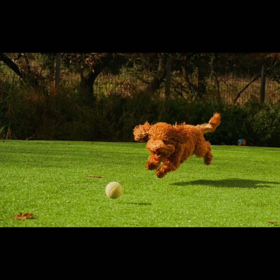 Red poodle leaping across a lawn toward a tennis ball