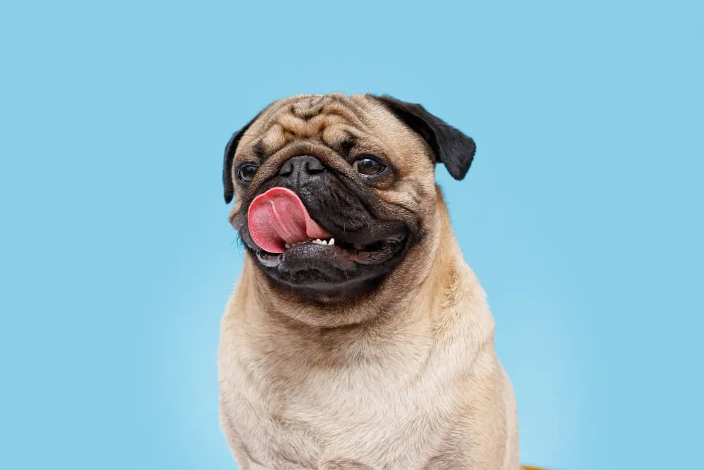 A pug licking its lips