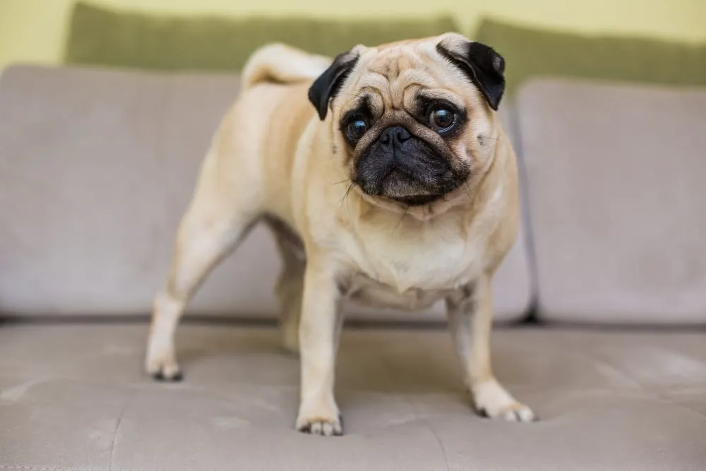 A pug standing on a sofa
