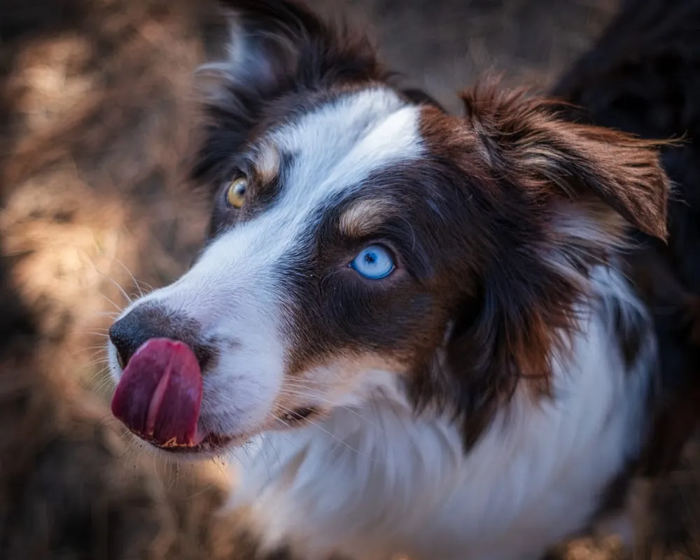 A close-up of a dog with one blue eye