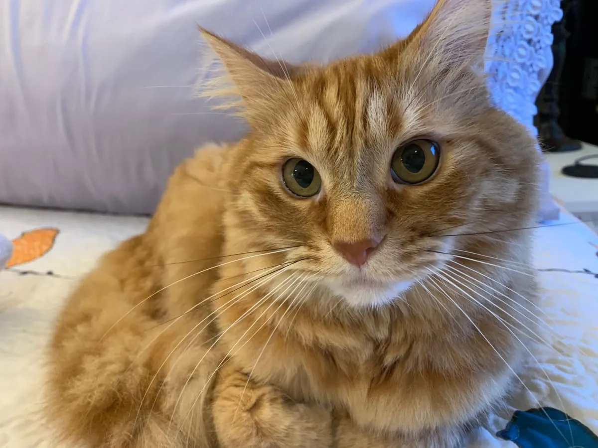 A long-haired orange cat lying on a bed
