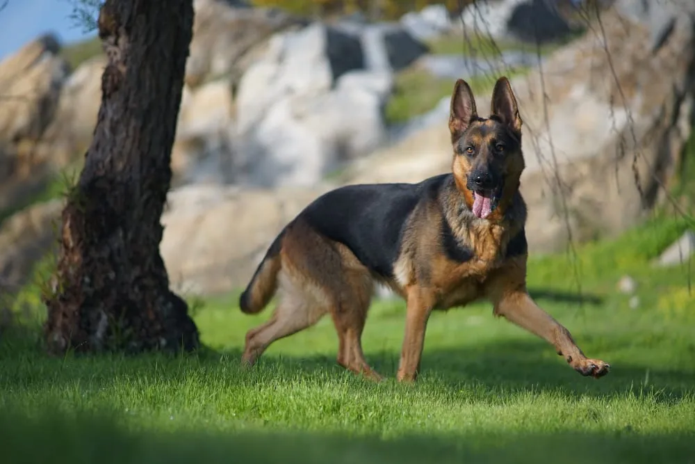 A German shepherd trotting across the grass