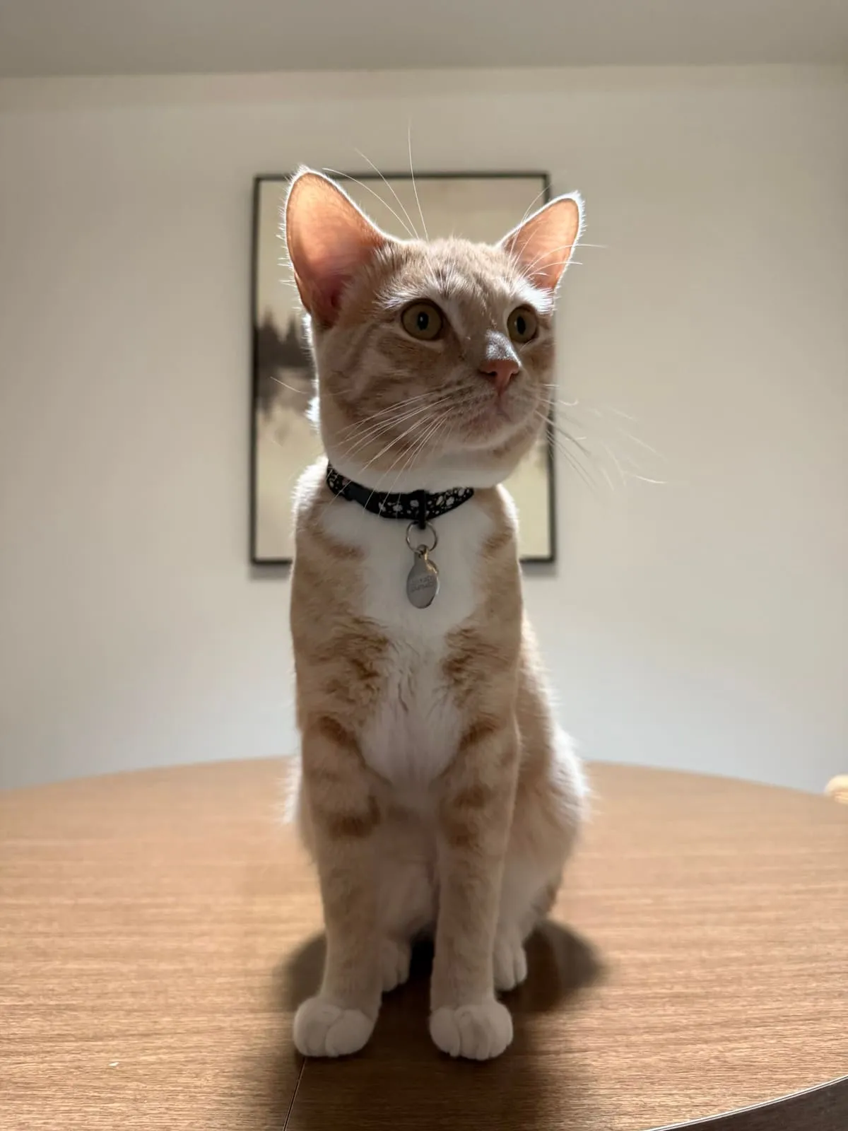 Otis, an orange and white cat, sitting on a table