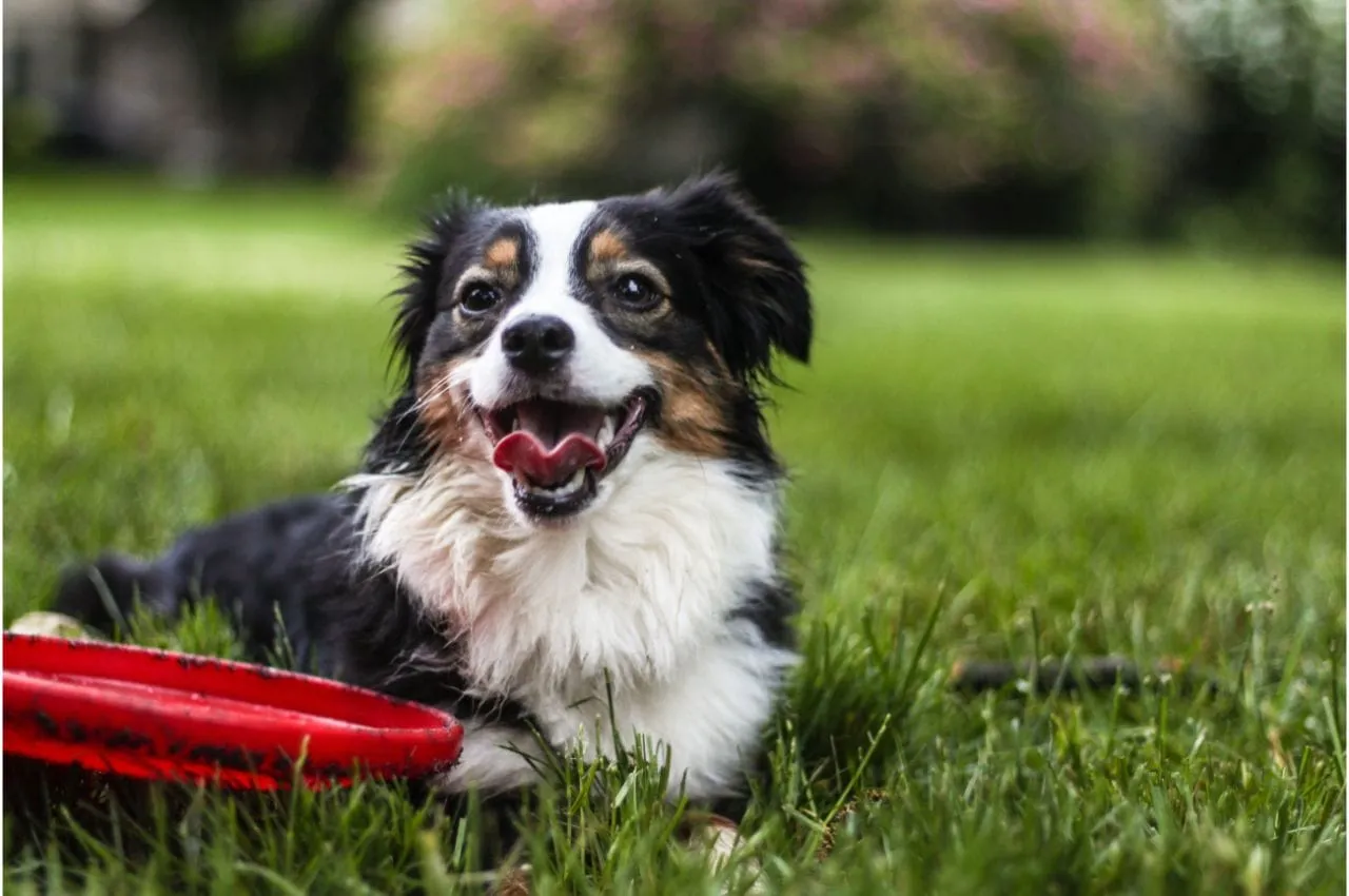Small dog lying down next to a red frisbee in the grass