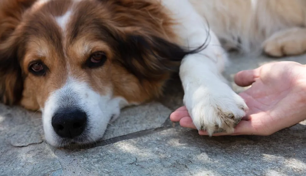 A dog resting its paw in its owner's hand