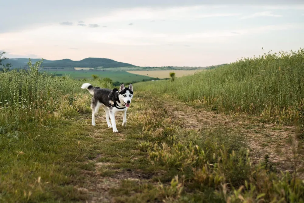 A husky walking along a grassy country path
