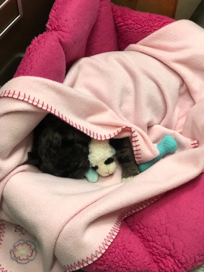 Pearl snuggled in a pink blanket with a toy lamb