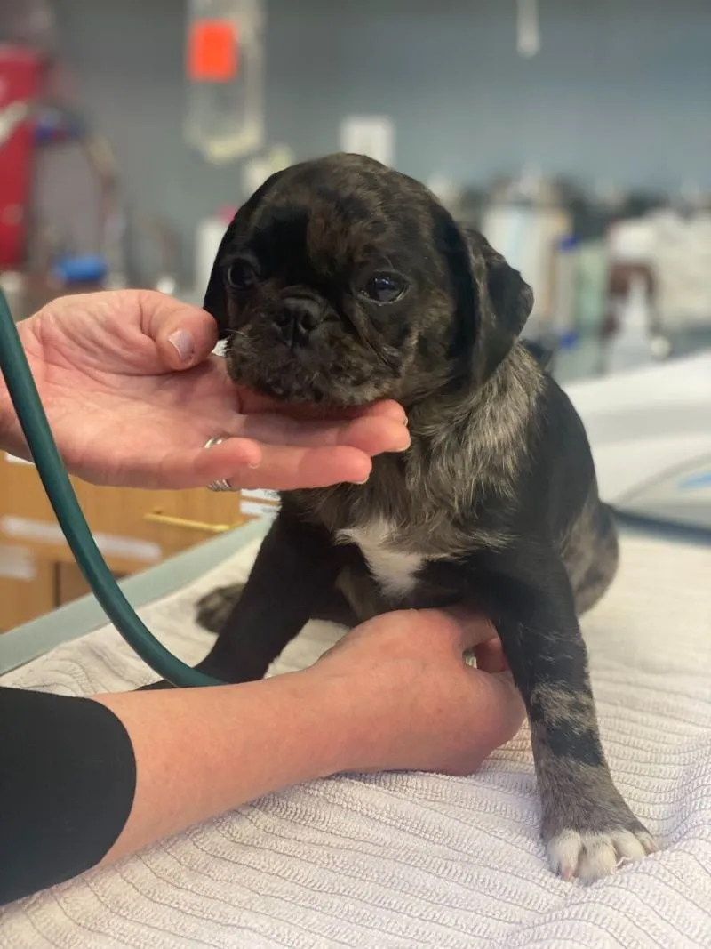Pearl the pug getting a checkup with a stethoscope