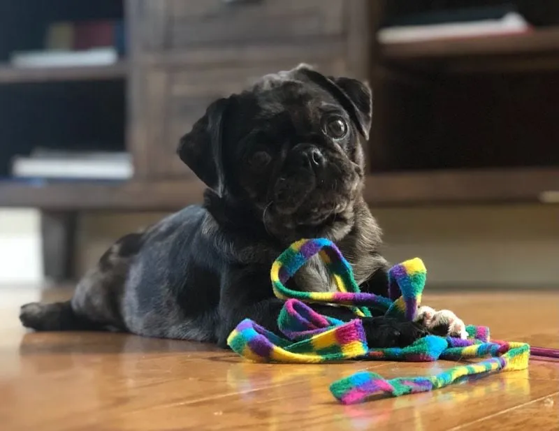 Pearl lying on a table next to a colorful toy