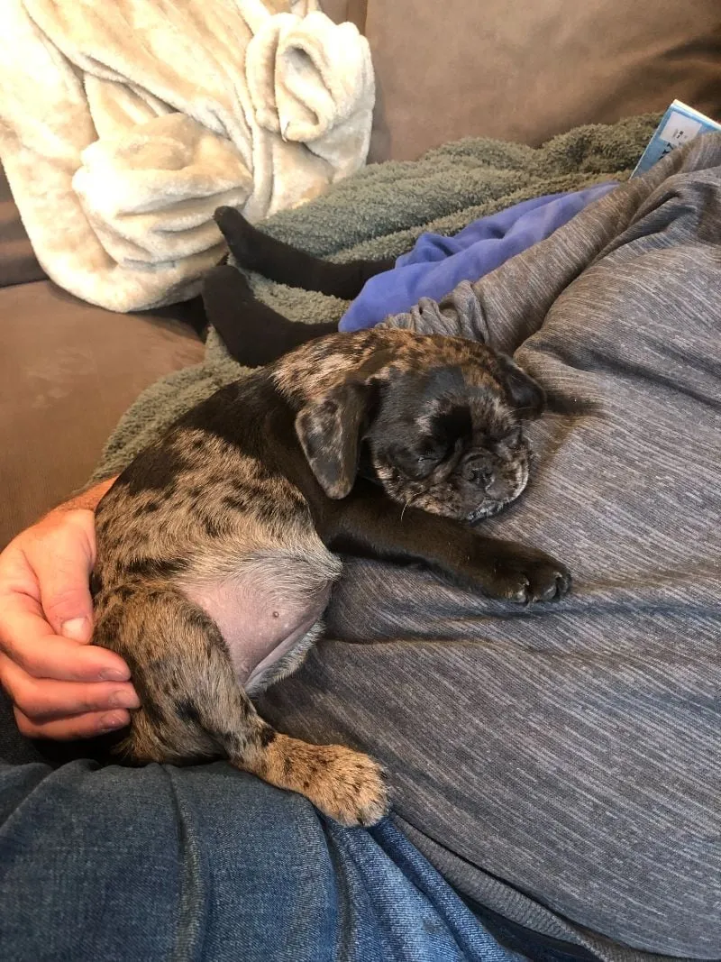 Pearl relaxing in someone's lap