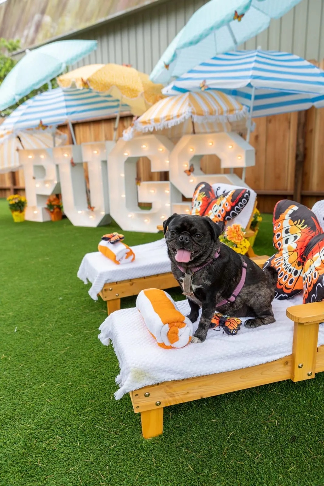 Pearl the pug at a pug party with colorful props