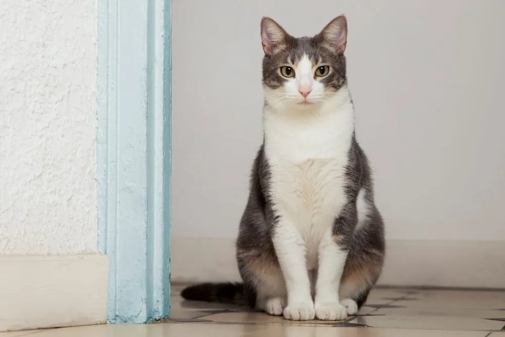 A gray and white cat sitting in a doorway