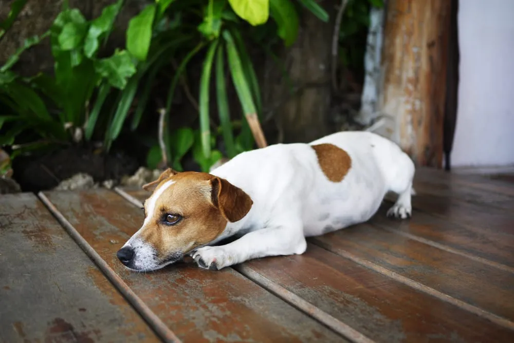 A Jack Russell terrier resting on a wooden deck