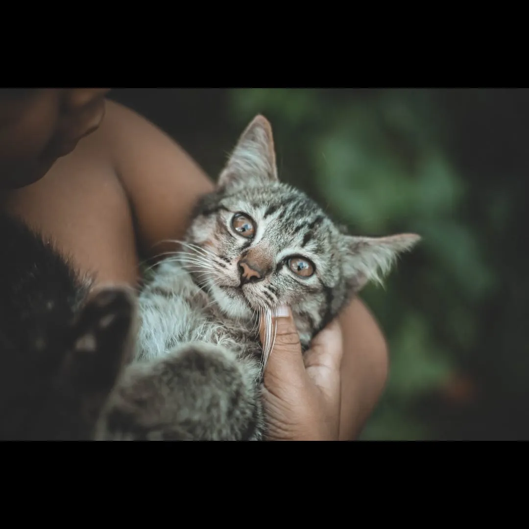 Tabby kitten being held and cuddled by its owner