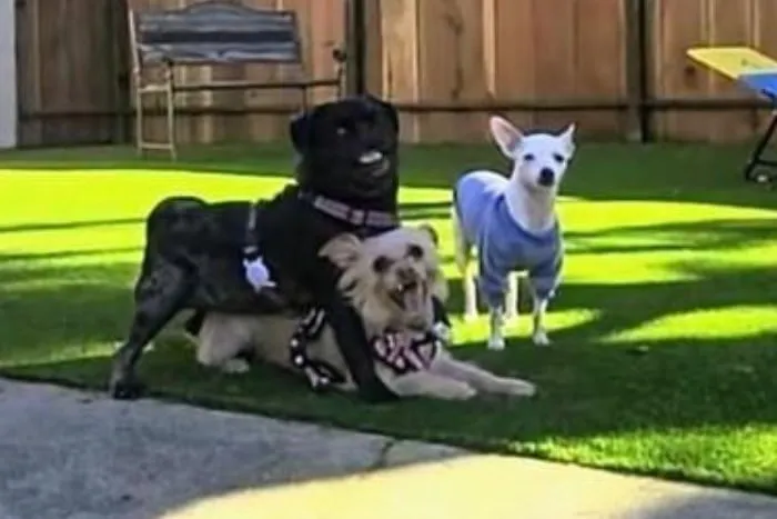 Three dogs relaxing together in the hospital's turf play yard