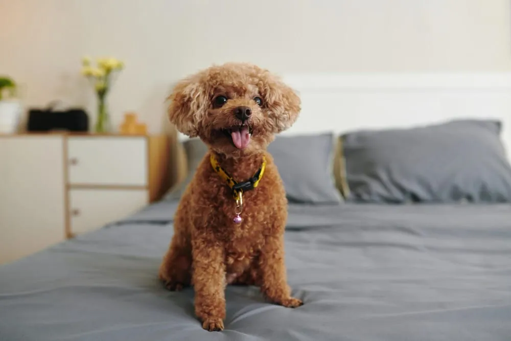 A small poodle sitting on a bed