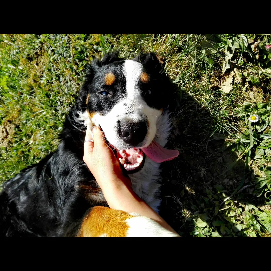 Bernese mountain dog lying in the grass getting a chin scratch