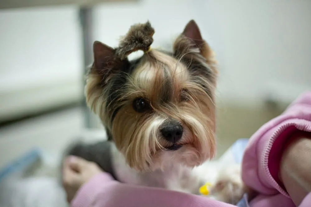 A Yorkshire terrier with its hair tied up