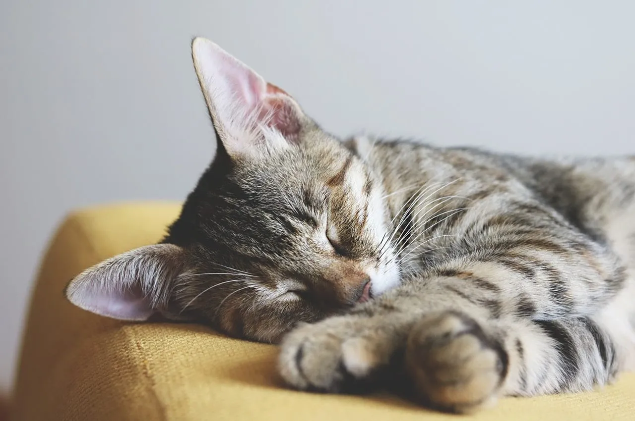 Tabby cat sleeping with its paws stretched out on a sofa