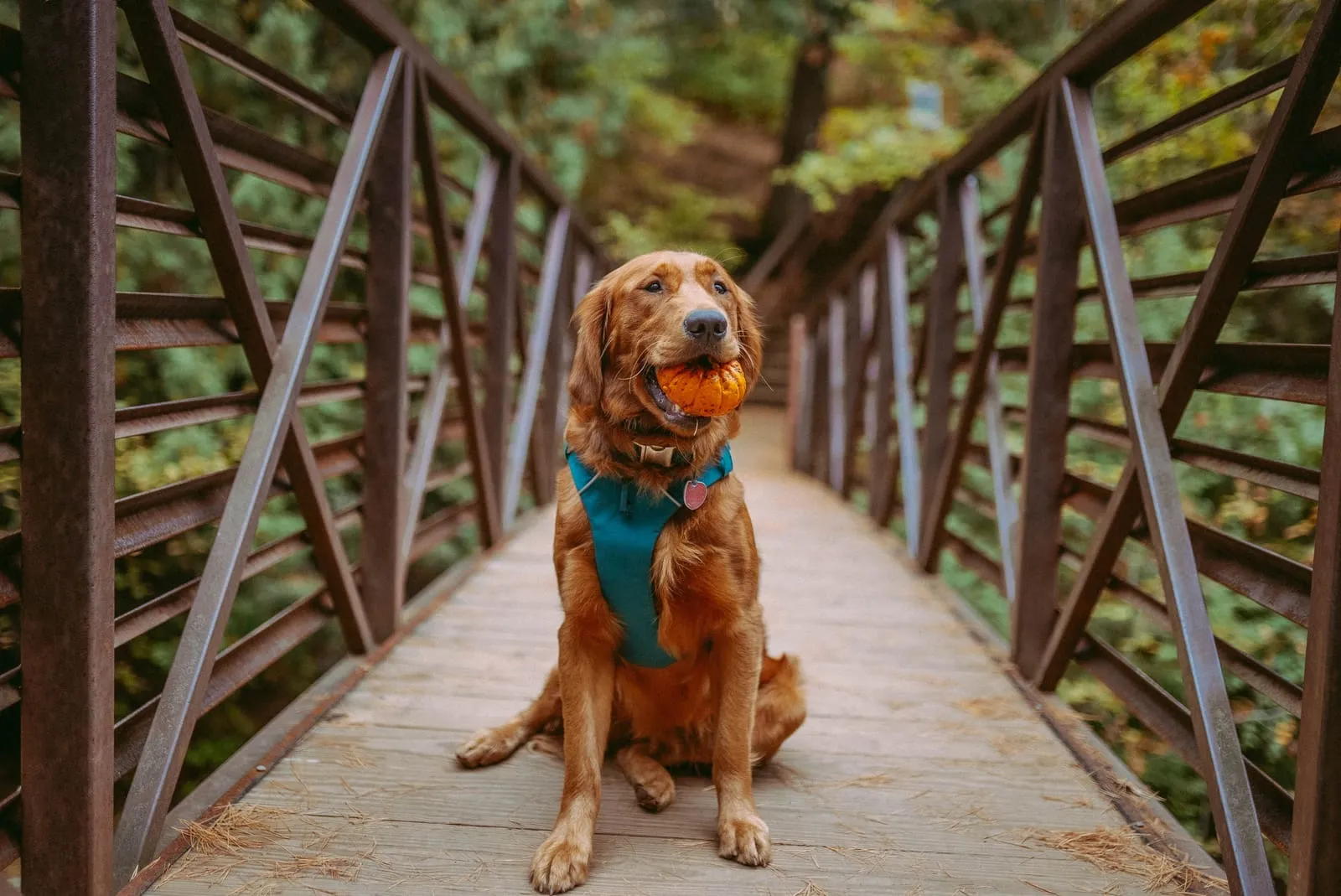 Brown dog on a bridge holding a pumpkin in its mouth