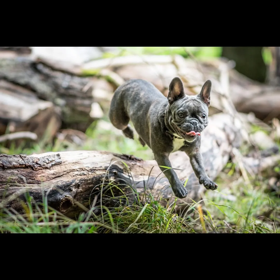 Gray French bulldog running over logs in the woods
