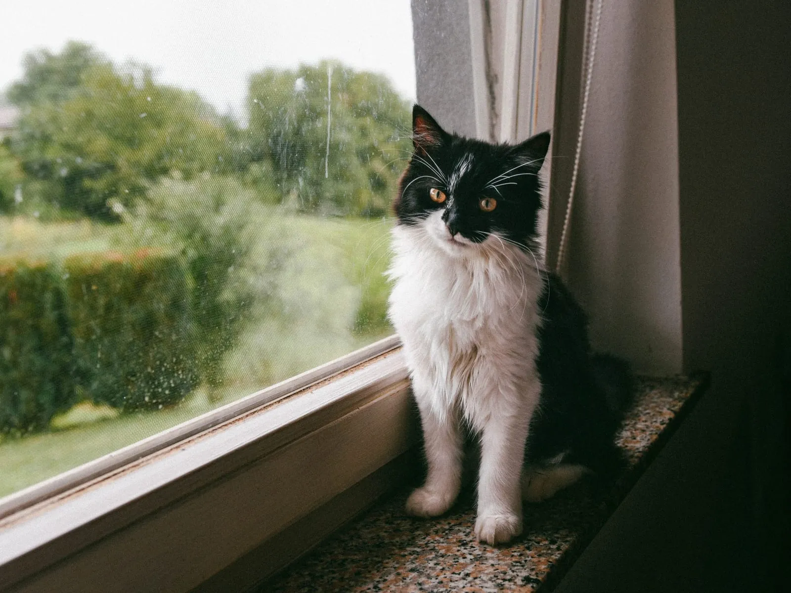 Black and white cat sitting near the window