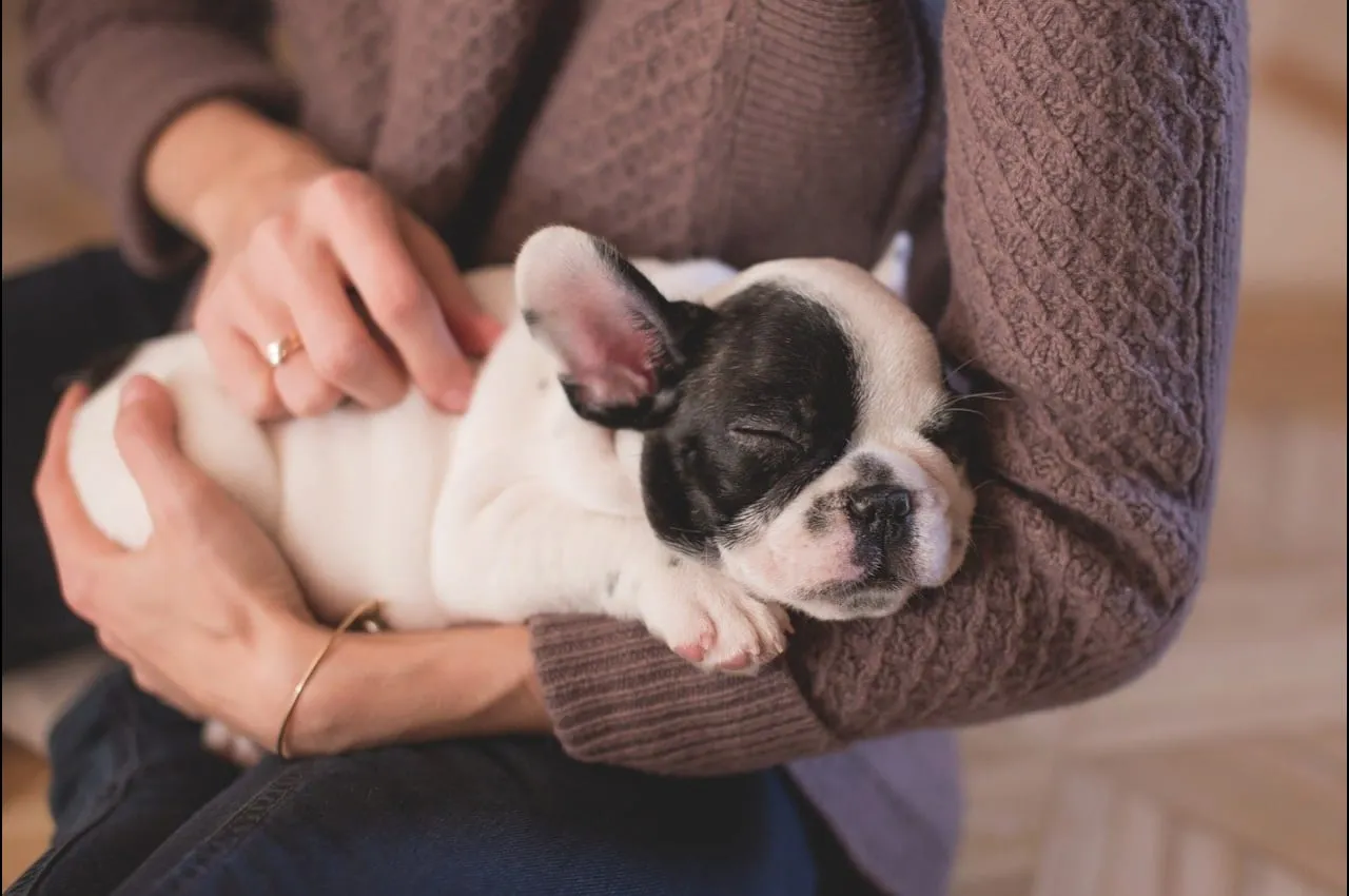 Woman cradling a sleeping French bulldog puppy in her arms