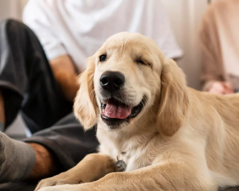 A golden retriever puppy relaxing with its family