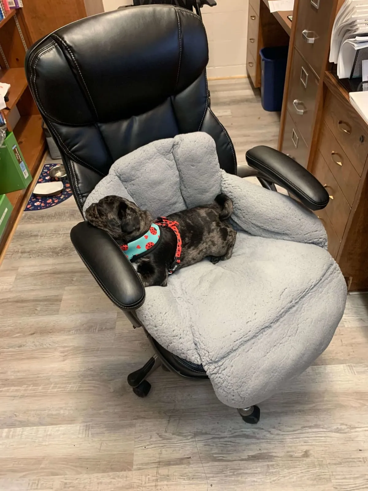 A puppy curled up on a blanket in an office chair