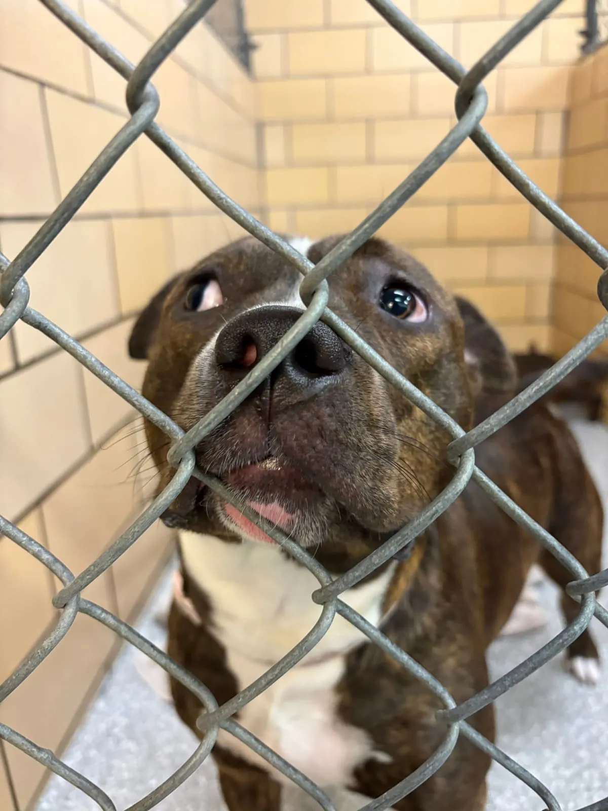 Rory, a brindle dog, looking up through a fence