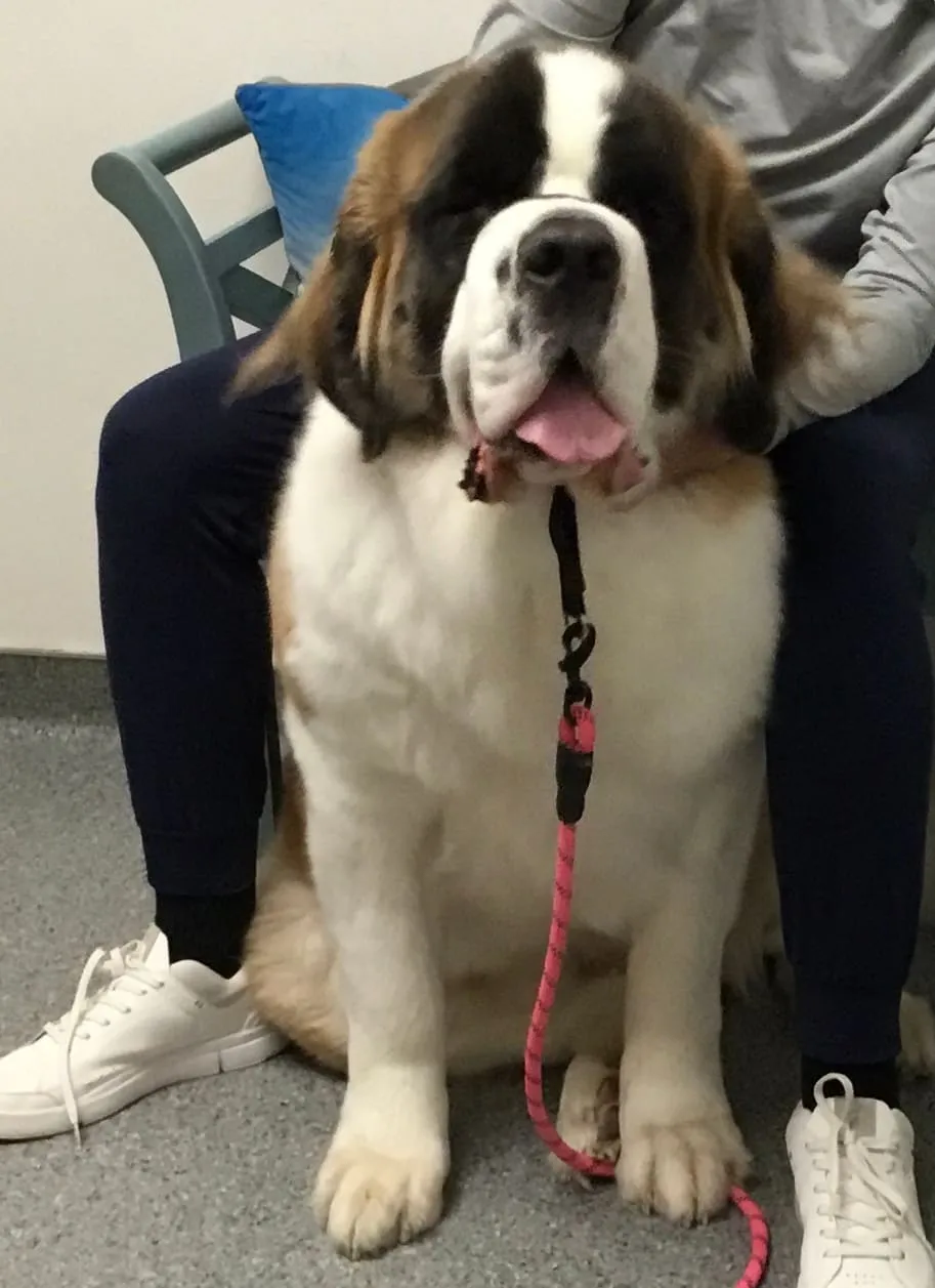 A Saint Bernard sitting at his owner's feet in the waiting room