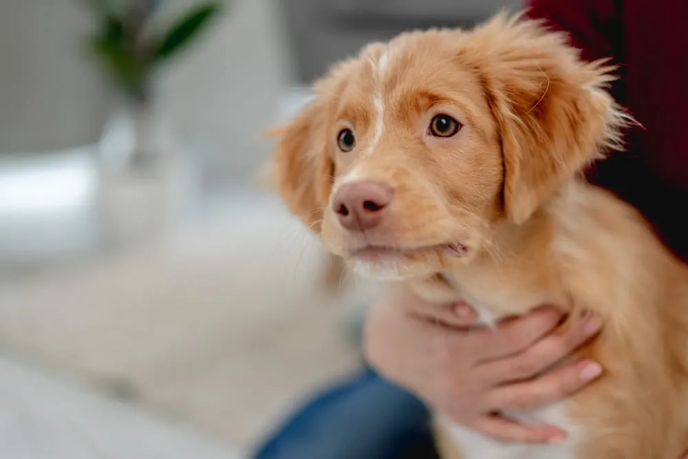 A red-coated puppy being held