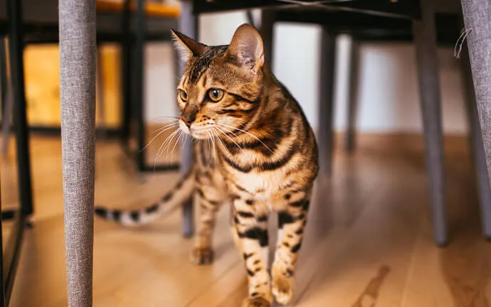 A Bengal cat walking across a wooden floor