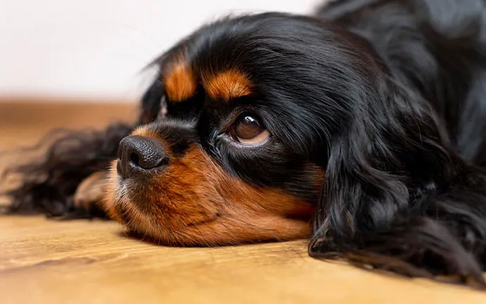 A black and tan spaniel resting on the floor