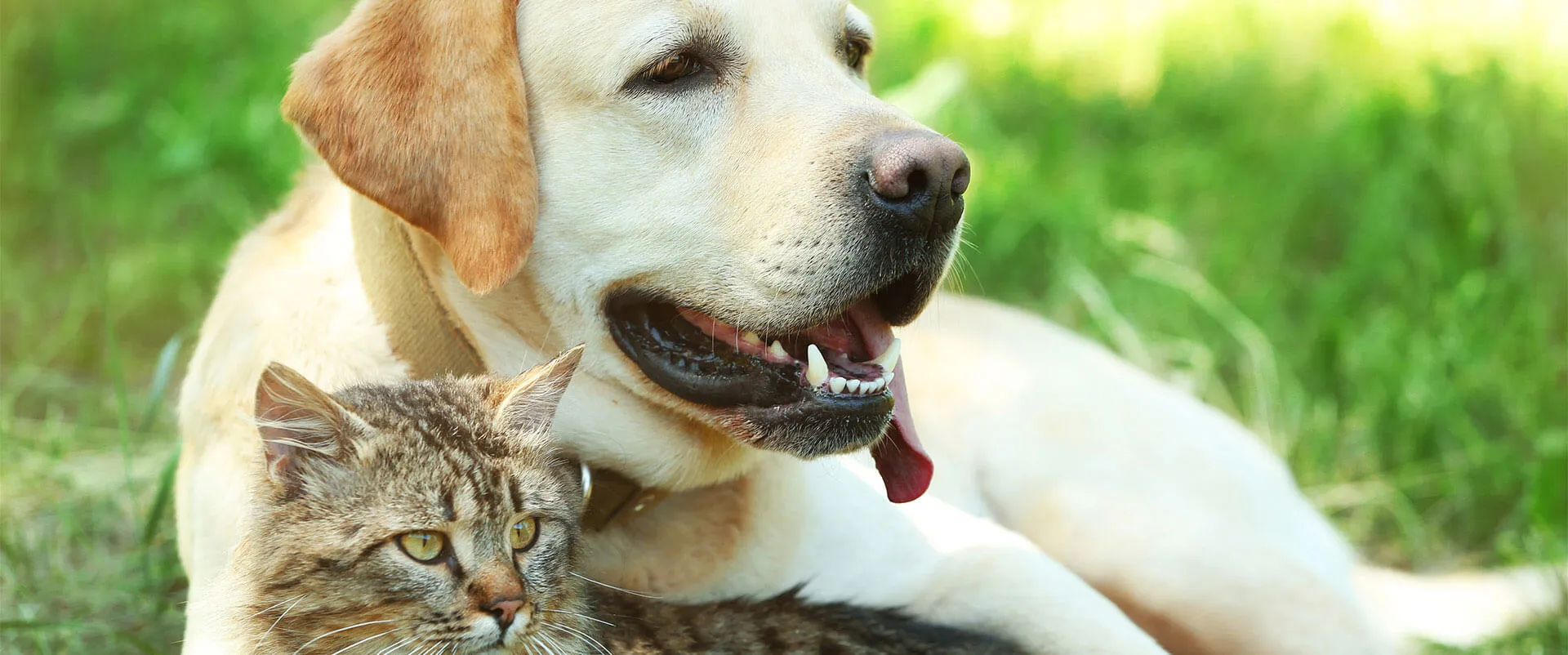 A yellow Labrador and a tabby cat resting together on the grass