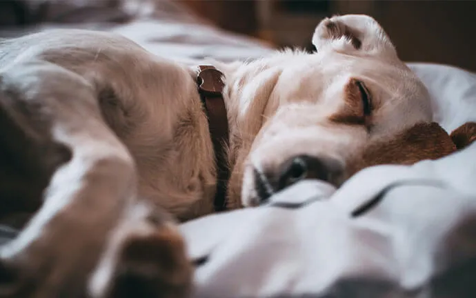 A dog sleeping under a blanket on a bed