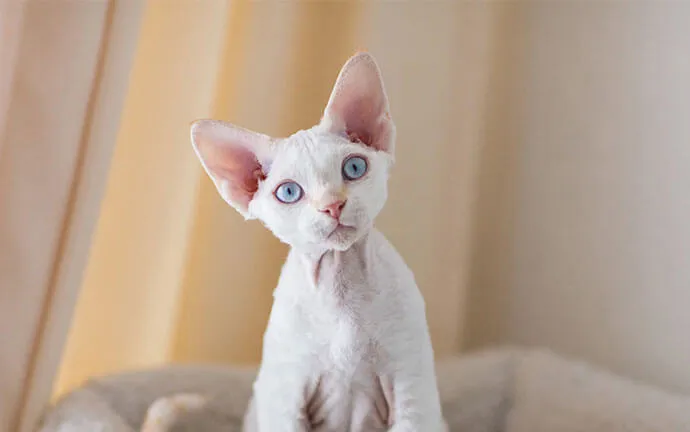 A white kitten with large ears sitting on a bed