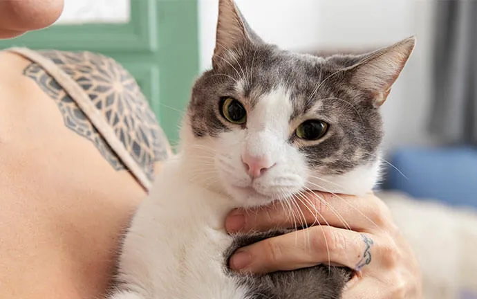 A gray and white cat being cuddled by its owner