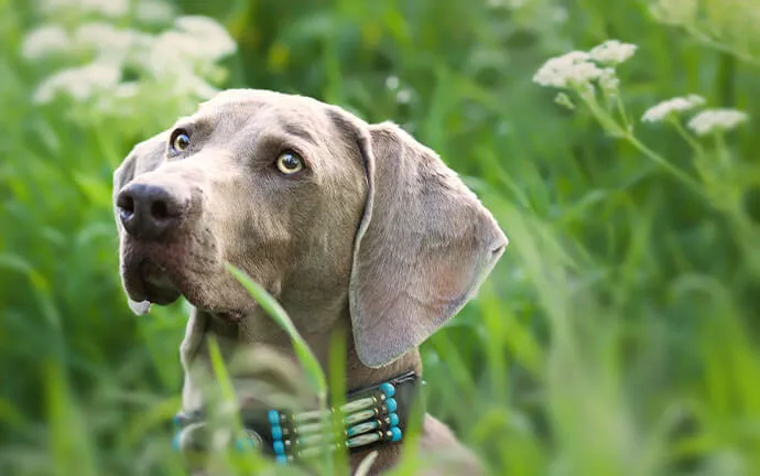 A gray Weimaraner sitting in tall grass